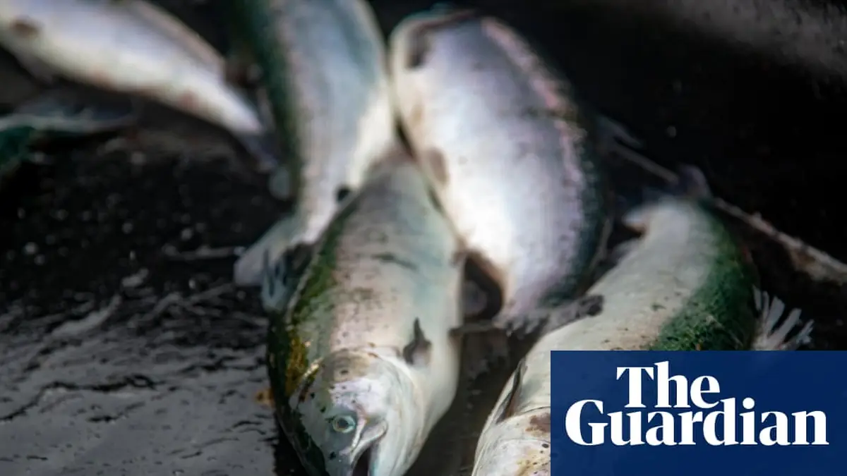 Lack of inspections at fish slaughterhouses a ‘disgrace’, says Animal Equality UK