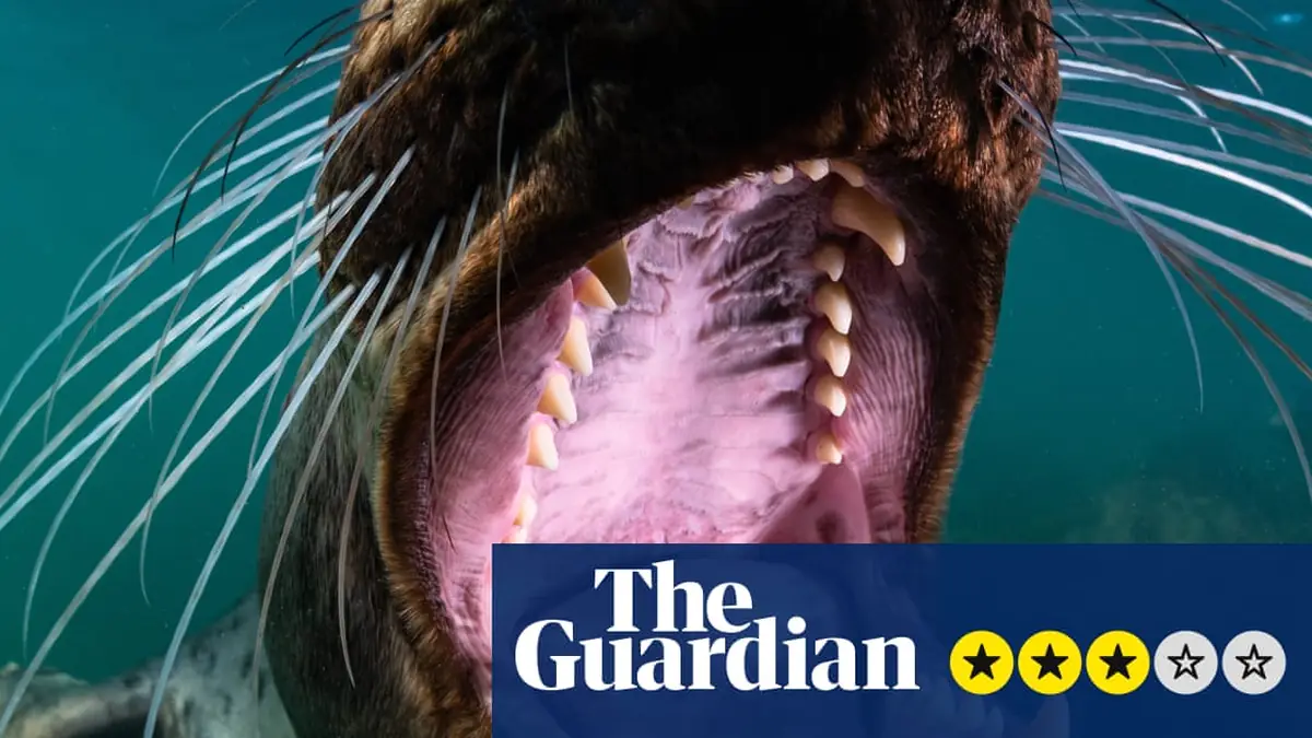North Sea, Nature Untamed review – stunning footage finds the beauty and splendour under the water